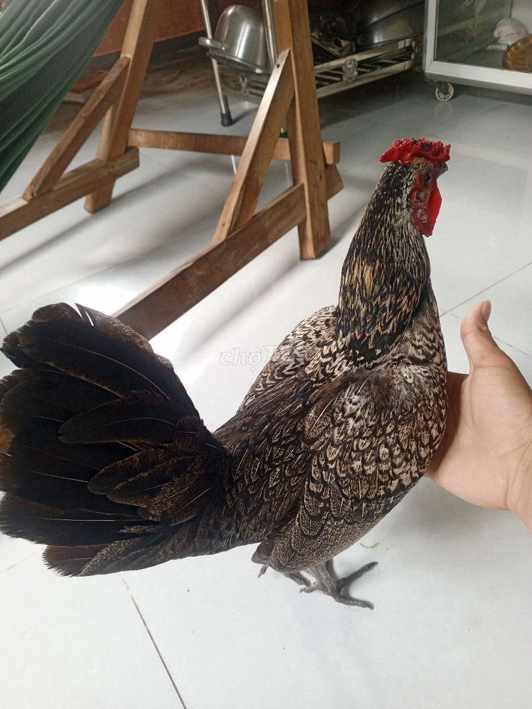Gà vảy cá Đen trắng. Mua bán Gà tại Thị xã Duyên Hải Trà Vinh được đăng bởi Phong Dien Lam hình 1