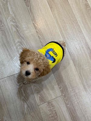 Chó Poodle vàng mơ đã tiêm + tặng 3kg hạt + khayvs. Mua bán Chó tại Quận Ngũ Hành Sơn Đà Nẵng được đăng bởi Nguyễn Thị Kim Hiền