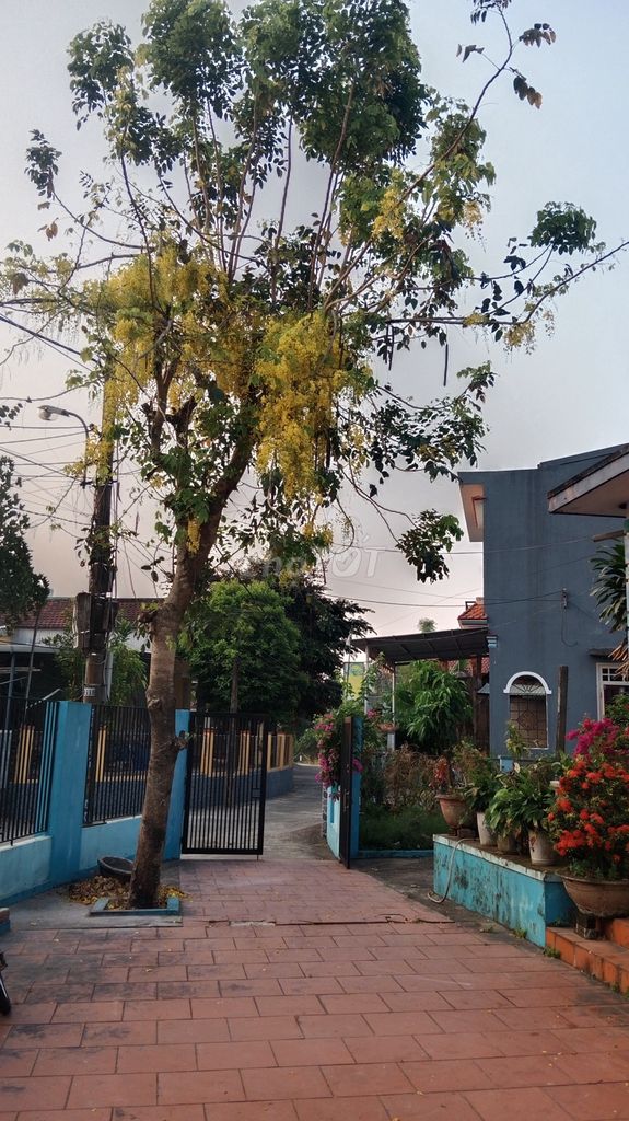 Cây Muồng Hoàng yến 8m. Mua bán Cây cảnh, đồ trang trí tại Thị xã Điện Bàn Quảng Nam được đăng bởi Hội Nguyễn Hữu hình 1