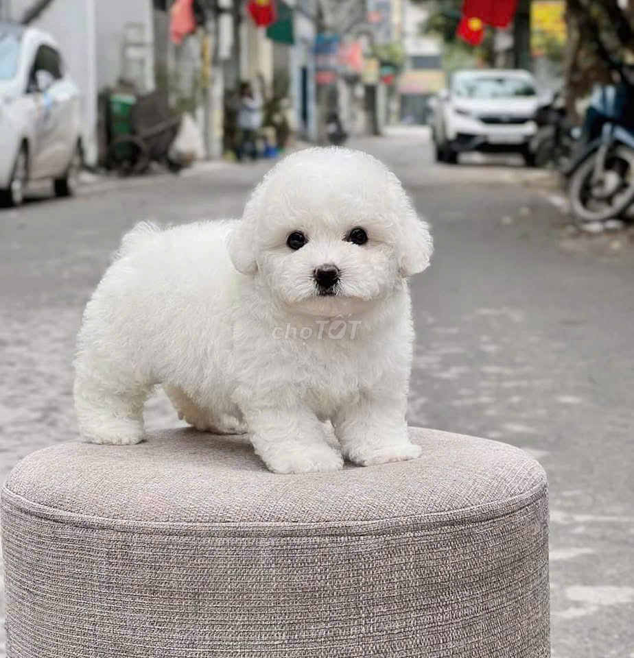 bán chó poodle tại shop 130 đường 2/9 đà nẵng... Mua bán Chó tại Quận Hải Châu Đà Nẵng được đăng bởi Chó Cảnh Đà Nẵng 130 đường 2 9  hình 1