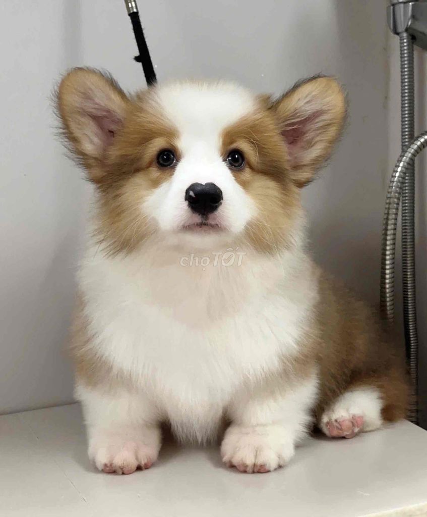 Corgi chất lượng cao form to chân to