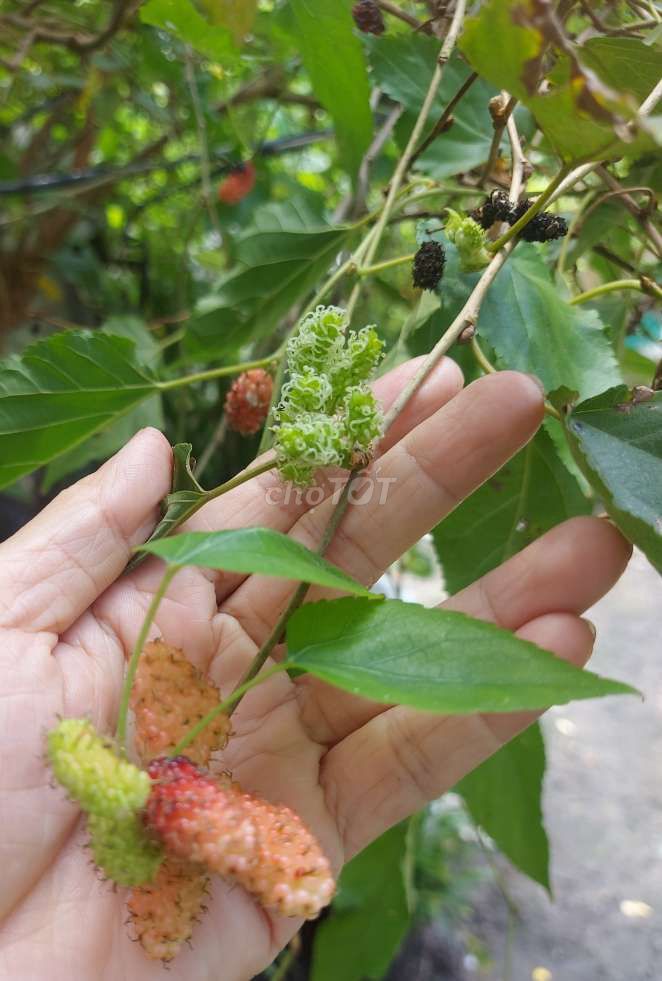 Cây dâu tằm ❤️siêu trái 💚( giống mới). Mua bán Cây cảnh, đồ trang trí tại Quận Gò Vấp Tp Hồ Chí Minh được đăng bởi Tô Kem  hình 1