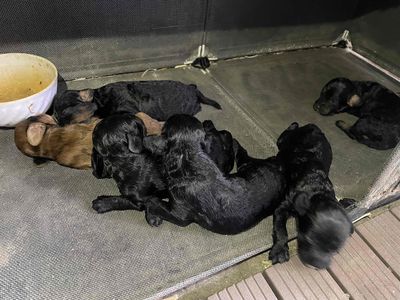 Bán chó Poodle con khoẻ mạnh nhà nuôi. Mua bán Chó tại Quận Bình Thạnh Tp Hồ Chí Minh được đăng bởi Thủy Cánh Bằng
