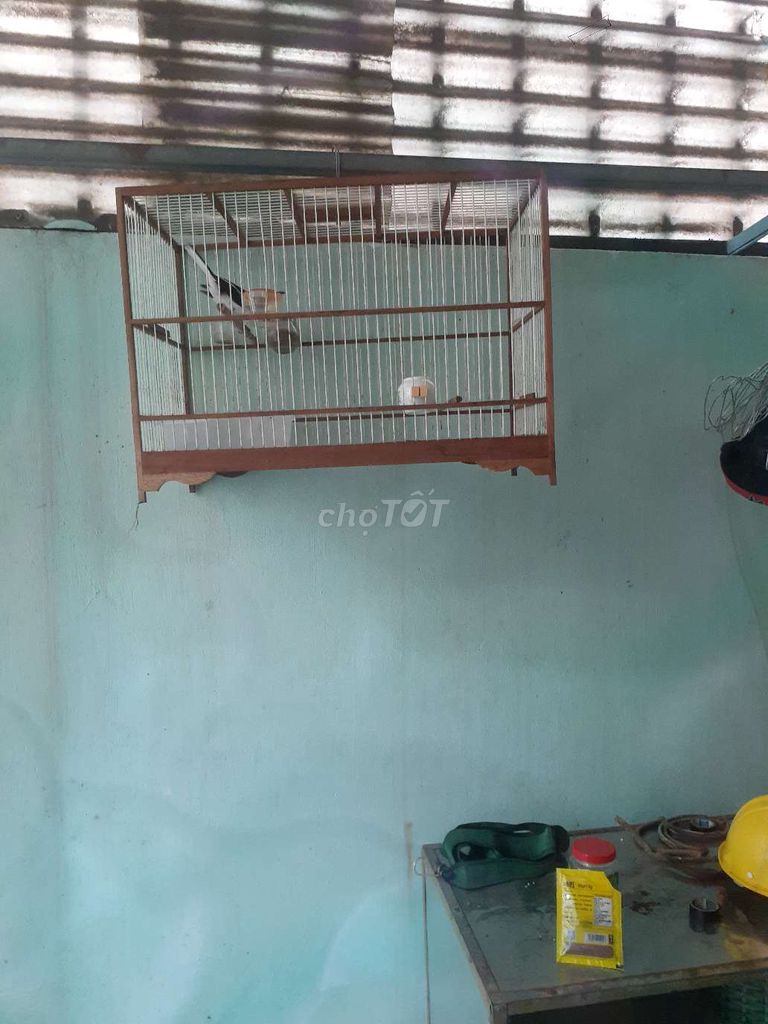 Chim chích chòe than 2 mùa Đen trắng. Mua bán Chim tại Huyện Trảng Bom Đồng Nai được đăng bởi Huỳnh Ngọc Phát hình 1