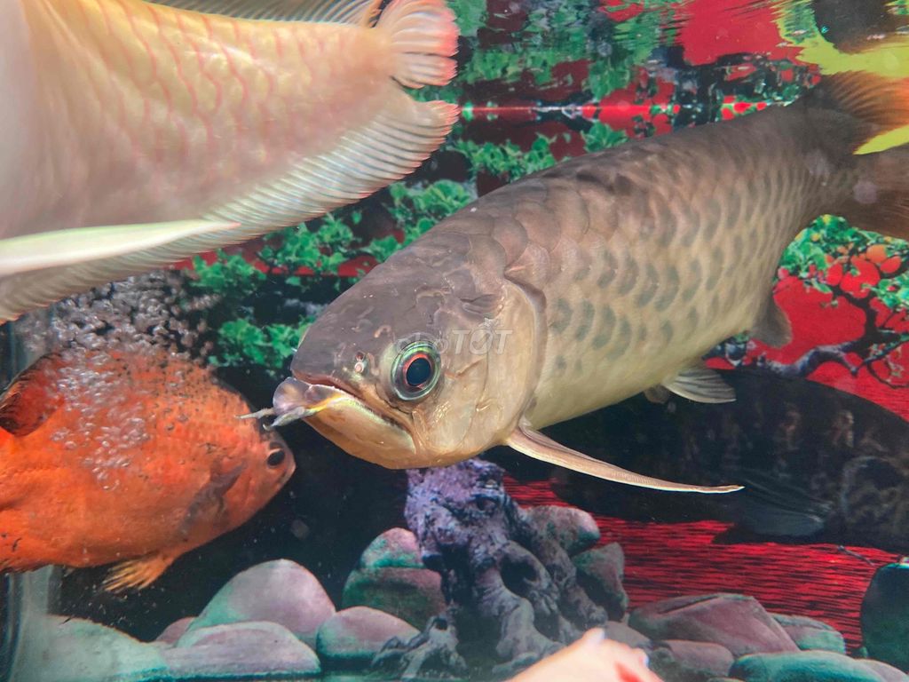 Hồng long u50 mướt đẹp Body bán hoặc giao lưu. Mua bán Thú cưng khác tại Quận Bình Tân Tp Hồ Chí Minh được đăng bởi Mê Cá hình 1