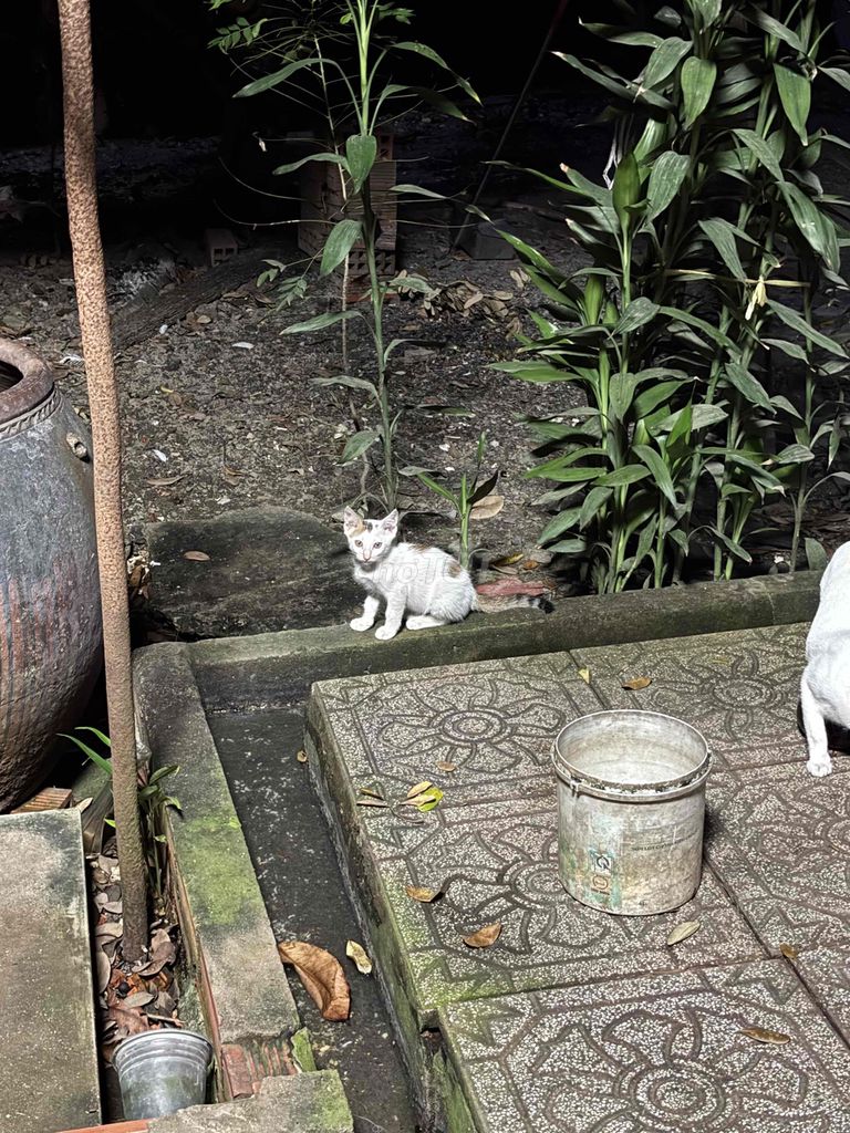 Mèo con 2 tháng khỏe mạnh. Mua bán Mèo tại Thành phố Biên Hòa Đồng Nai được đăng bởi Võ Nguyễn Hoàng Ân hình 1