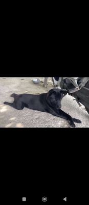 Chó Đực 8 tháng