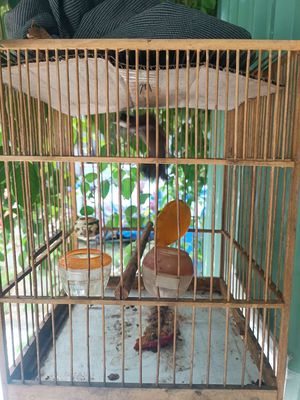 Chào mào. Mua bán Chim tại Thành phố Thuận An Bình Dương được đăng bởi luu nguyen