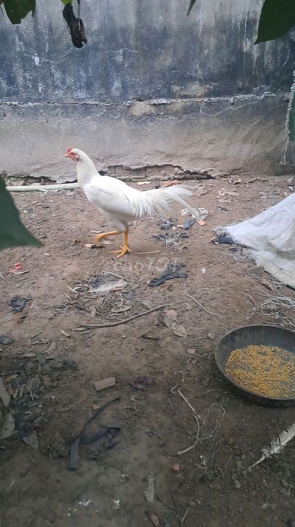Gà 2.5kg Trắng 5 tháng trạng đá ngoài 3kg. Mua bán Gà tại Thị xã Bến Cát Bình Dương được đăng bởi điền nguyễn  hình 1