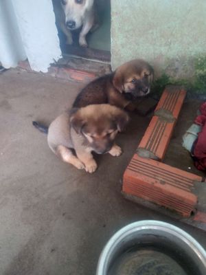 chó nhật lùn lai chân ngắn mập ú 2th tuổi. Mua bán Chó tại Quận Cái Răng Cần Thơ được đăng bởi  loa kéo cần thơ 