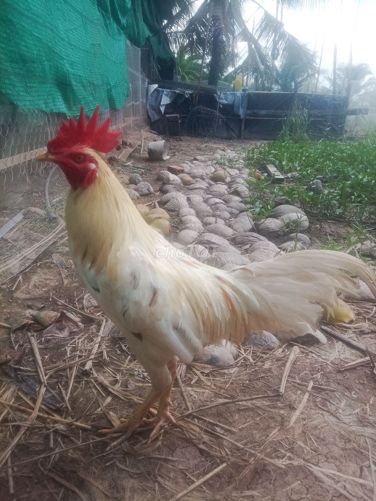Gà trống 2.4kg màu Trắng. Mua bán Gà tại Huyện Trần Đề Sóc Trăng được đăng bởi Tên chưa cung cấp hình 1