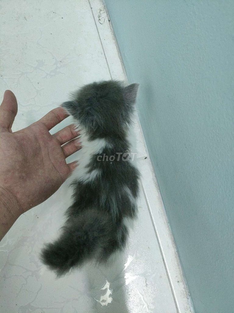 0399723878 - Mèo munchkin chân ngắn đực siêu dễ thương