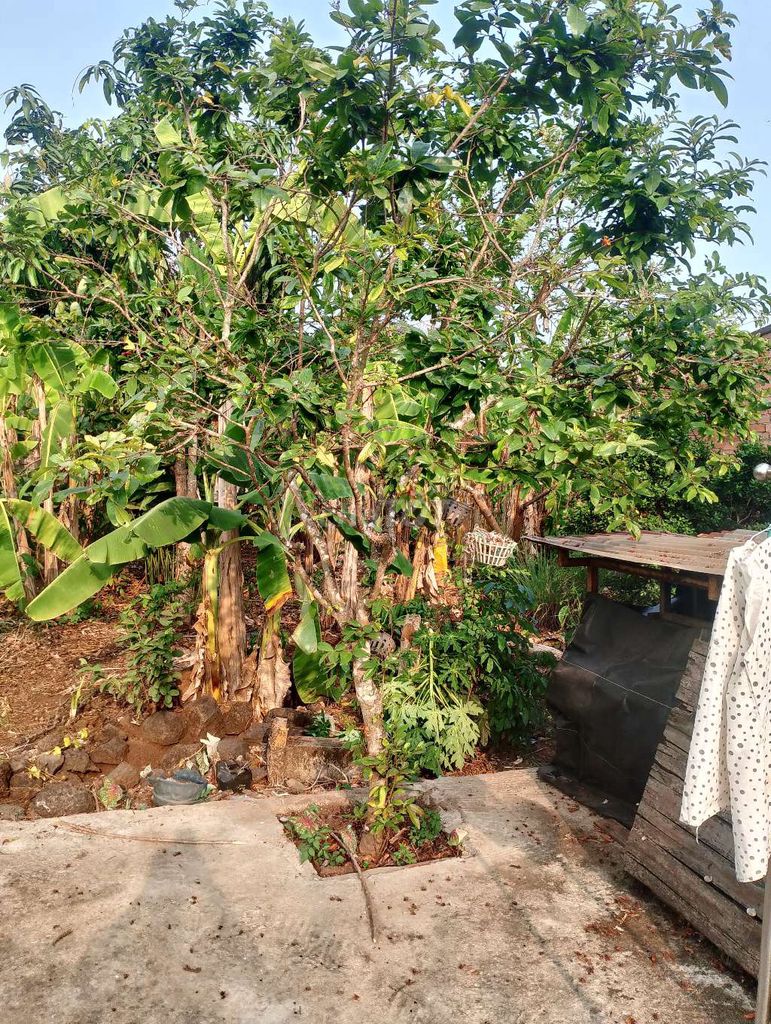 Cây mai hơn 10 năm. Mua bán Cây cảnh, đồ trang trí tại Huyện Vĩnh Cửu Đồng Nai được đăng bởi Hùng hình 1