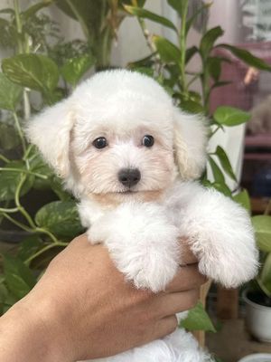 Chó Poodle trắng thuần chủng tiêm 2 mũi giá 2 củ