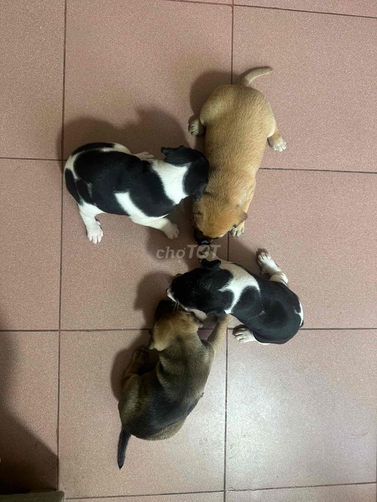 4 bé cún đáng yêu. Mua bán Chó tại Quận 8 Tp Hồ Chí Minh được đăng bởi Phan hung tam hình 1