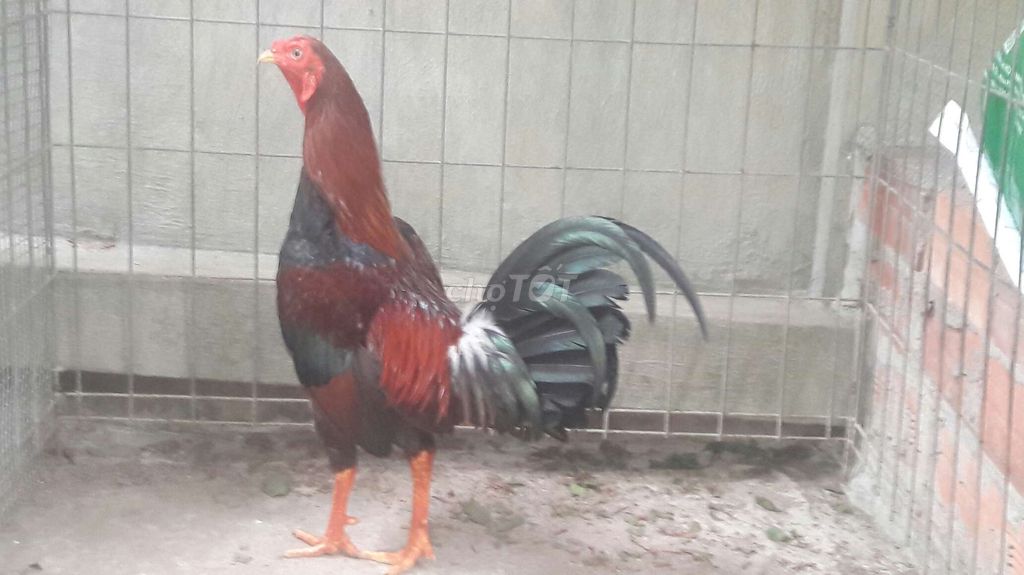 Tre 1,3kg. Mua bán Gà tại Huyện Long Hồ Vĩnh Long được đăng bởi BA KHOA hình 1