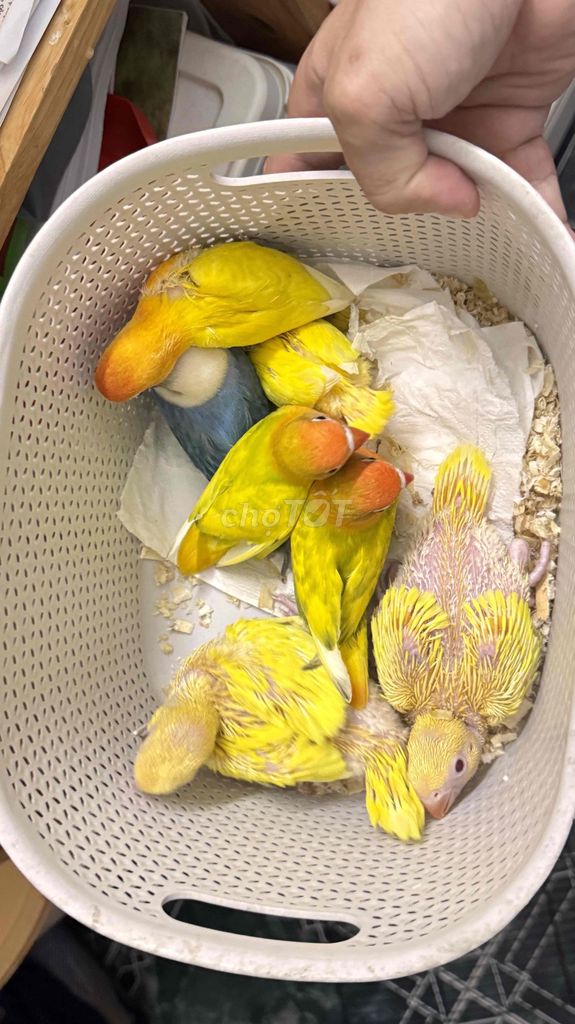 Chim Vẹt Ringneck Lutino Vàng non. Mua bán Chim tại Quận Phú Nhuận Tp Hồ Chí Minh được đăng bởi Nam Nguyen hình 1