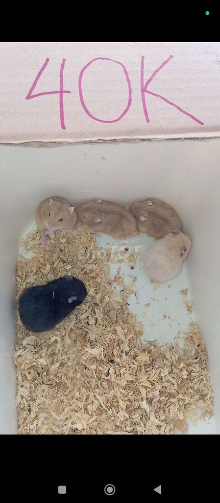 Hamster giá rẻ 40k