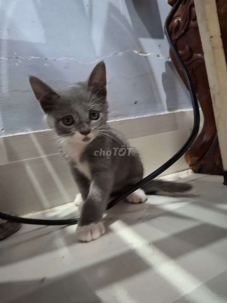 🐾 2 bé mèo Anh lông ngắn tìm nhà mới 🏘️. Mua bán Mèo tại Thị xã Tân Uyên Bình Dương được đăng bởi Meow hình 1