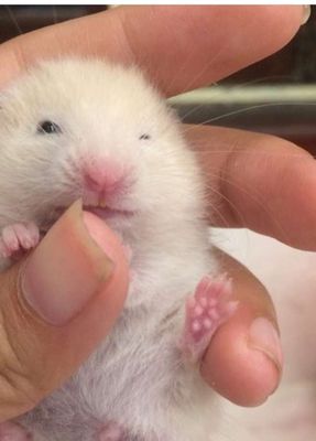Chuột Hamster Trắng Vàng Kem Khỏe Mạnh 2 bé