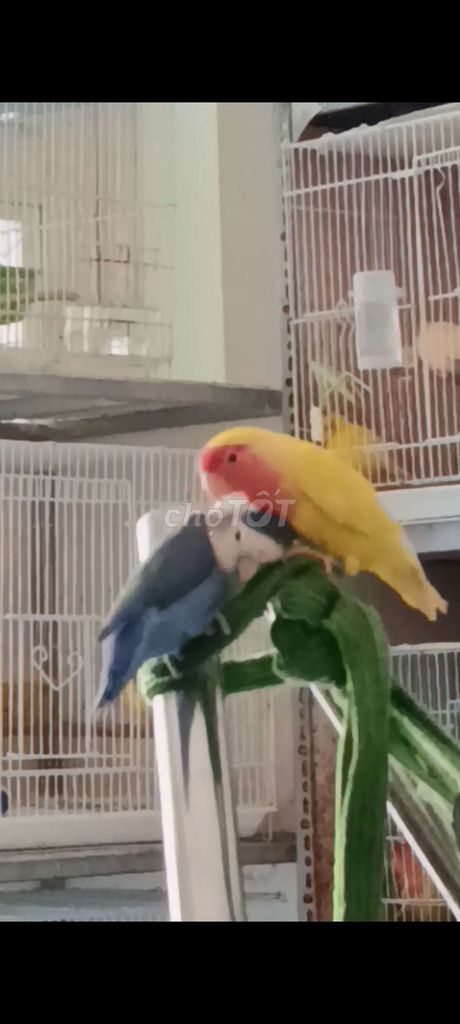 cặp vẹt love. Mua bán Chim tại Quận 12 Tp Hồ Chí Minh được đăng bởi Tram Nguyen hoang  hình 1
