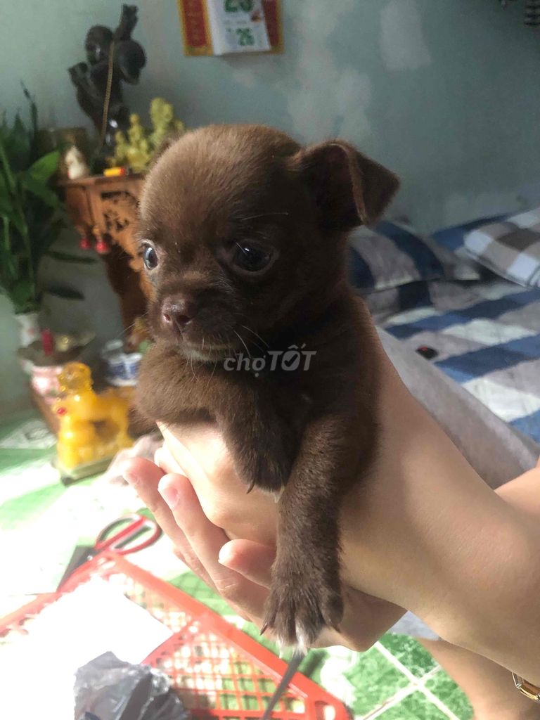 chihuahua nâu đặc biệt