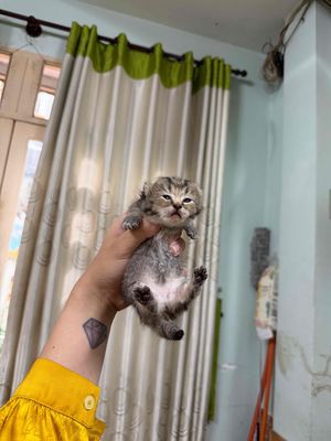 Gả gấp 2 bé golden chân lùn gấp cá siêu hời. Mua bán Mèo tại Quận Bình Thạnh Tp Hồ Chí Minh được đăng bởi Bảo Đức