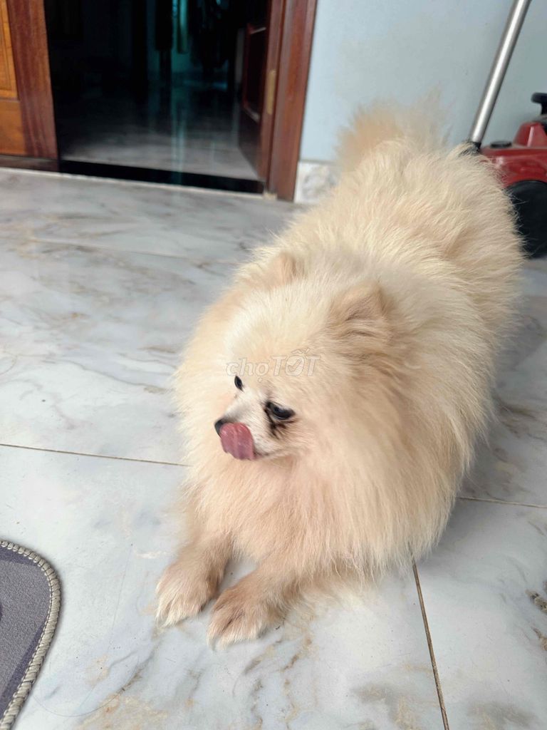 do đi làm khá bận ko có thời gian nên tìm chủ mới. Mua bán Chó tại Huyện Hoài Đức Hà Nội được đăng bởi Nguyễn Trần Quốc Hưởng hình 1