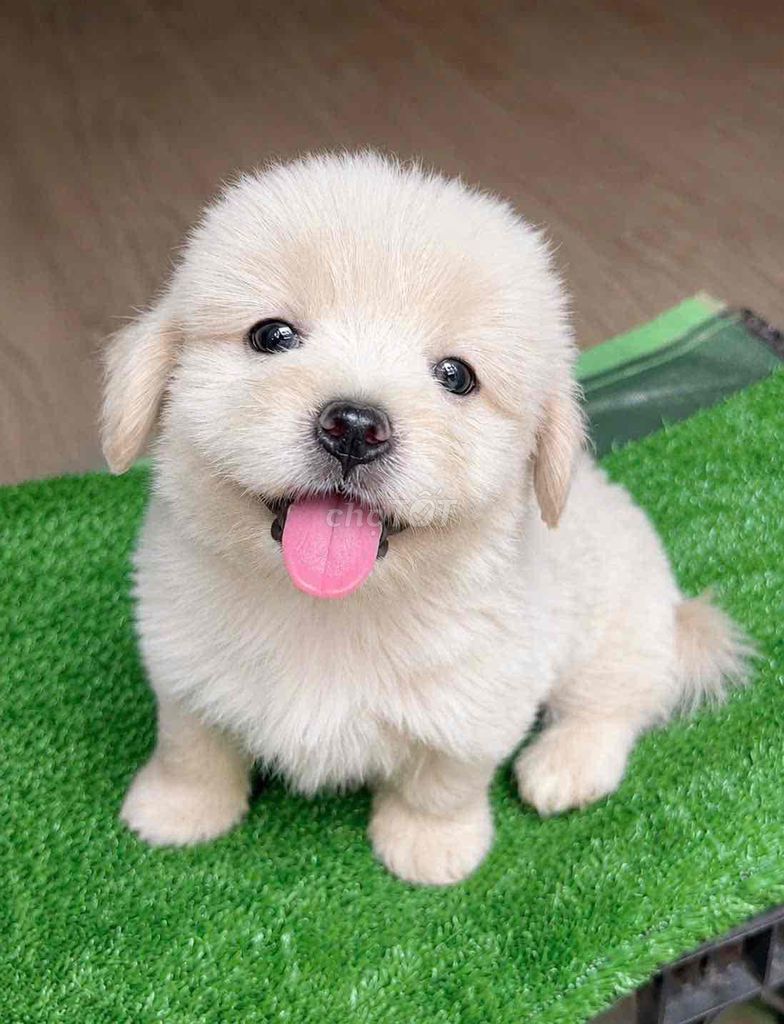 Chó Poodle lai Phốc Trắng kem đã tiêm phòng. Mua bán Chó tại Quận Bình Tân Tp Hồ Chí Minh được đăng bởi Quí Hằng Vày hình 1