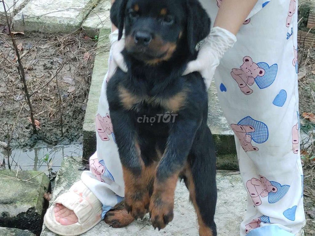 Rottweile cái. Mua bán Chó tại Huyện Hóc Môn Tp Hồ Chí Minh được đăng bởi thuy tran hình 2