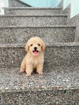Chó Poodle Tini Vàng mơ/kem