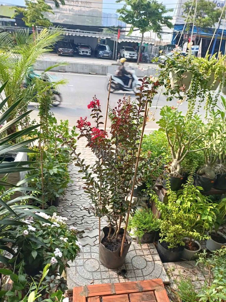 Hoa tường vi đỏ đang nụ dễ chăm sóc. Mua bán Cây cảnh, đồ trang trí tại Thành phố Thủ Đức Tp Hồ Chí Minh được đăng bởi Kim Xuyến hình 1