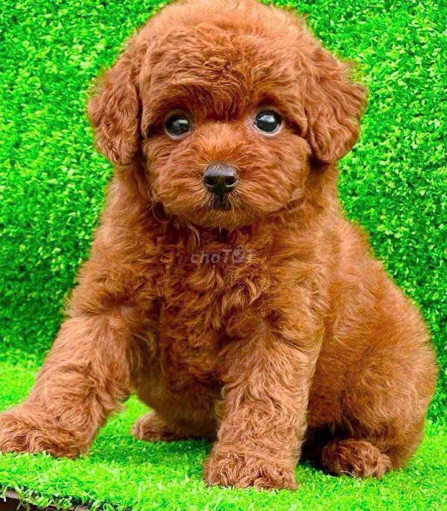 Chó Poodle con  nâu đỏ. Mua bán Chó tại Huyện Bình Chánh Tp Hồ Chí Minh được đăng bởi Ken péthop hình 1