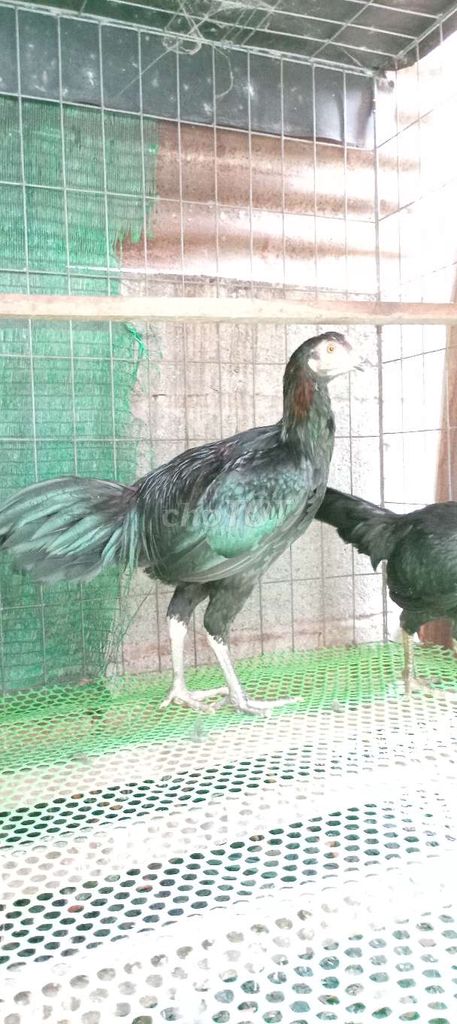 Gà chọi Peru Thái 4 tháng . Mua bán Gà tại Huyện Hóc Môn Tp Hồ Chí Minh được đăng bởi FB Huy Cuong Peru Gallos hình 1