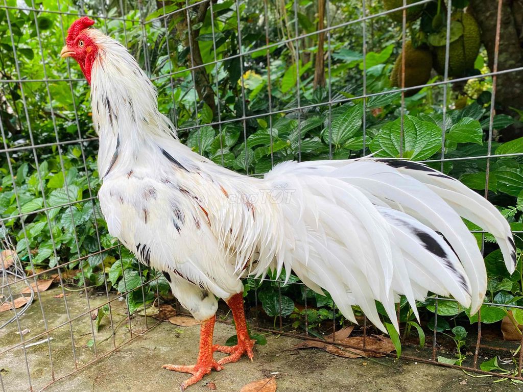 bướm  thái  3kg  tam phủ  địa. Mua bán Gà tại Quận Cái Răng Cần Thơ được đăng bởi chicken heniken hình 1