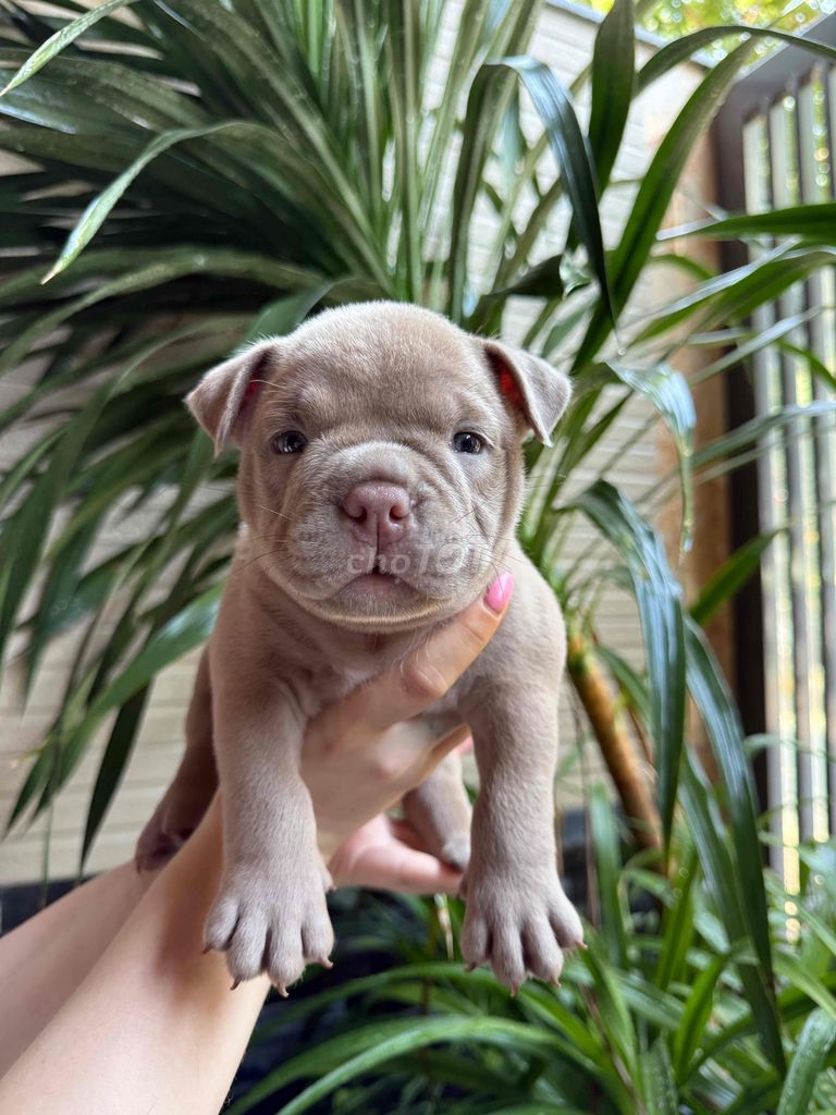 American Bully Pocket Puppies – Da Nang. Mua bán Chó tại Quận Sơn Trà Đà Nẵng được đăng bởi Karina hình 1