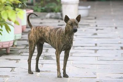 Phối giống chó Phú Quốc Donald Trum SG. Mua bán Phụ kiện, Thức ăn, Dịch vụ tại Quận 12 Tp Hồ Chí Minh được đăng bởi Sản Phẩm Thật 