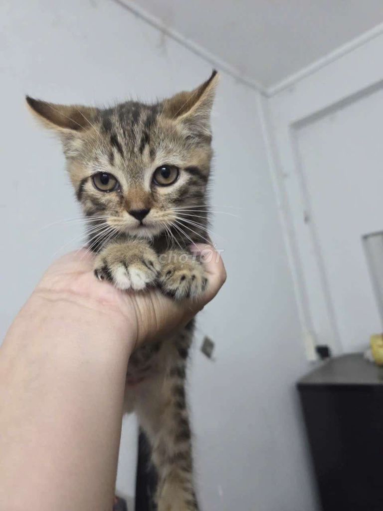 Mèo ALD, ALN lanh lợi hoạt bát. Mua bán Mèo tại Quận Tân Bình Tp Hồ Chí Minh được đăng bởi Không Tên hình 1