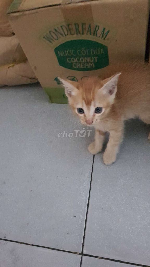 Mèo con Vàng cam. Mua bán Mèo tại Quận 6 Tp Hồ Chí Minh được đăng bởi Thanh hình 1
