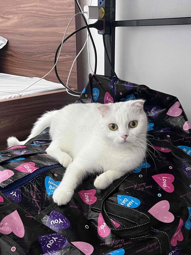 Mèo lai Anh lông dài cái 3 tuổi. Mua bán Mèo tại Quận Hà Đông Hà Nội được đăng bởi Le Duy hình 1