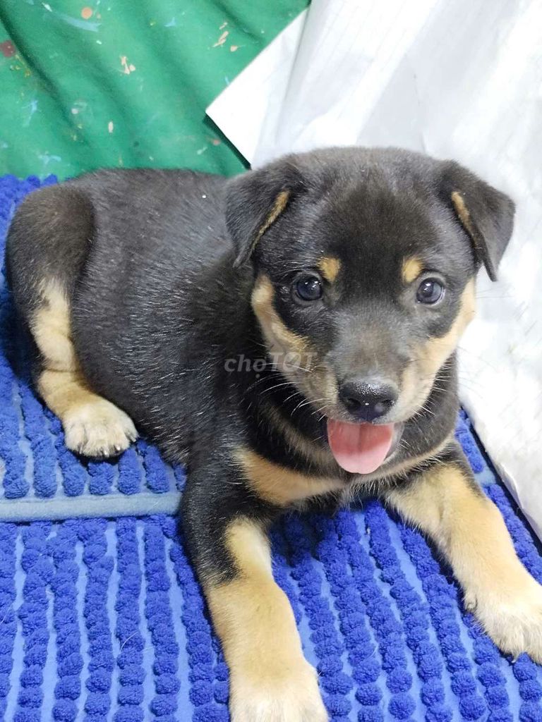 Chó Rottweiler đực trưởng thành to con canh nhà . Mua bán Chó tại Quận Bình Tân Tp Hồ Chí Minh được đăng bởi Nguyễn Hằng hình 1