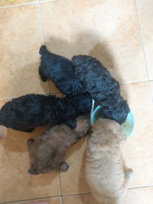 Chó poodlo. Cần tìm ba mẹ mới.. Mua bán Chó tại Quận Tân Bình Tp Hồ Chí Minh được đăng bởi nguyễn hồ minh huy
