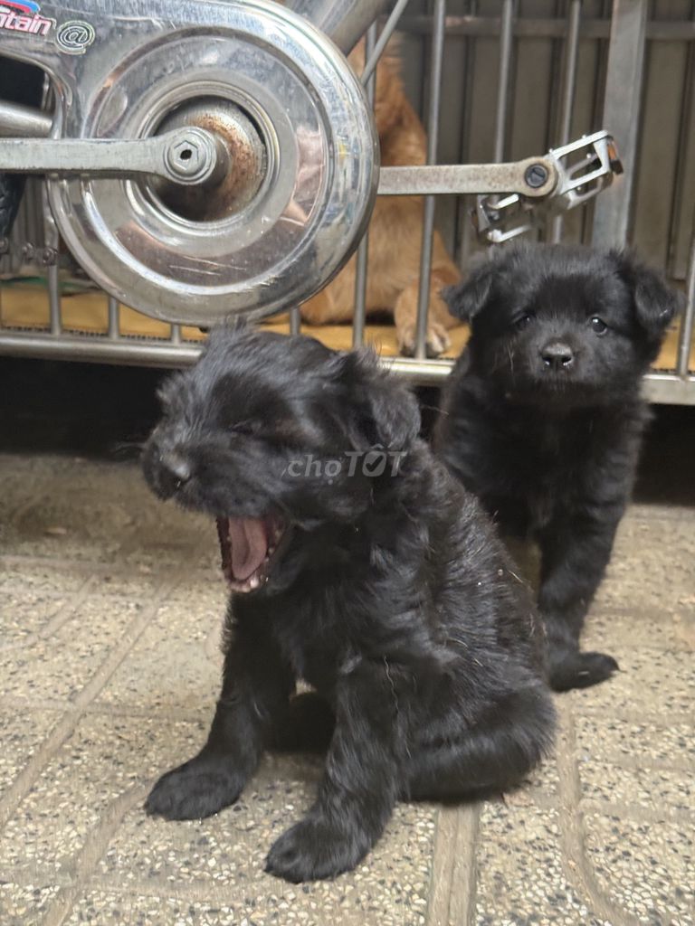 Chó lai Poodle. Mua bán Chó tại Huyện Trảng Bom Đồng Nai được đăng bởi Trangg Sam hình 1