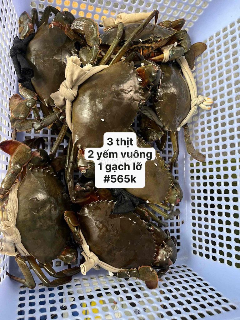 Cua gạch và cua thịt tươi sống. Mua bán Đồ ăn, thực phẩm và các loại khác tại Quận Bình Tân Tp Hồ Chí Minh được đăng bởi ĐẶC SẢN CÀ MAU  hình 1