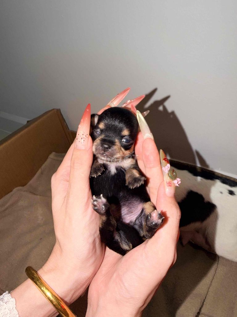 Chó Chihuahua Mini Đen vàng. Mua bán Chó tại Huyện Bình Chánh Tp Hồ Chí Minh được đăng bởi Tên chưa cung cấp hình 1