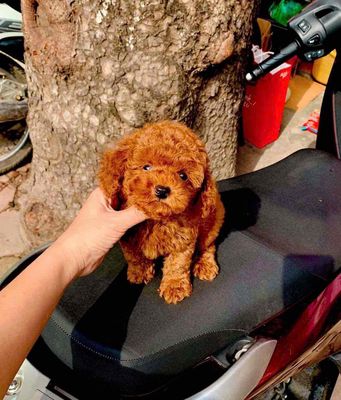 Chó Poodle Nhỏ Nâu đỏ Đã tiêm phòng
