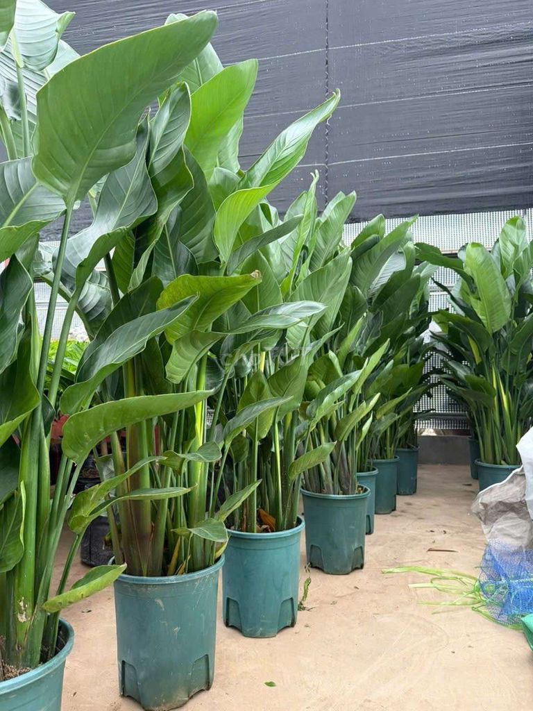 Cây cảnh Chuối thiên điểu 1m6. Mua bán Cây cảnh, đồ trang trí tại Quận Hà Đông Hà Nội được đăng bởi Nguyễn Văn Hoàng  hình 1