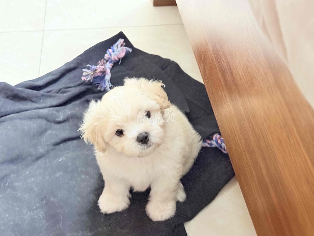 poodle nhà đẻ, 50 ngày tuổi đã tiêm. Mua bán Chó tại Quận Hà Đông Hà Nội được đăng bởi trang hình 4
