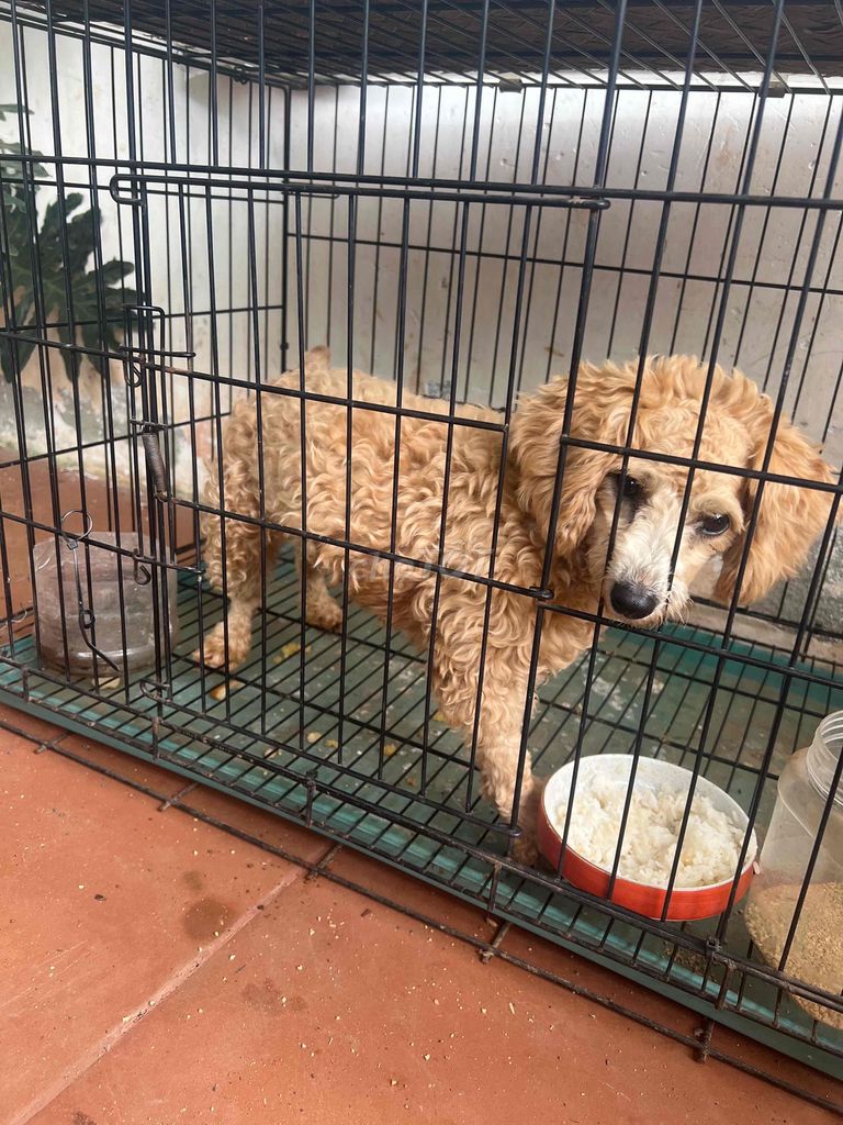 Chó Poodle cái màu vàng kem. Mua bán Chó tại Thành phố Buôn Ma Thuột Đắk Lắk được đăng bởi Tân hình 1