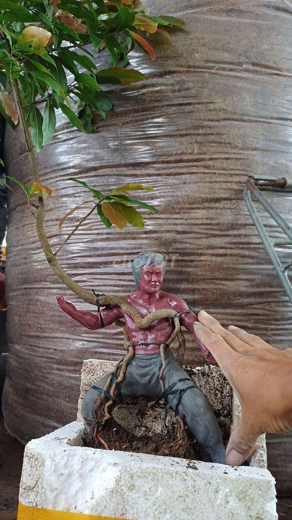 Cây cảnh Mai vàng Ghép tượng Độc lạ. Mua bán Cây cảnh, đồ trang trí tại Huyện Hòa Bình Bạc Liêu được đăng bởi Quoc Trung hình 1